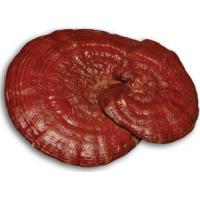 Reishi Extract 250mg 100 capsules ß-Glucan 50% & Triterpenoide 5% (Sporen) + C-Vitamin 20mg 100 kapszula